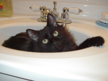 Plumbing Services: Cat in sink